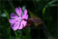 Dagkoekoeksbloem