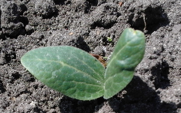 Courgetteplant dag 2