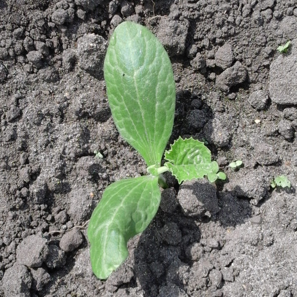 Courgetteplant dag 5