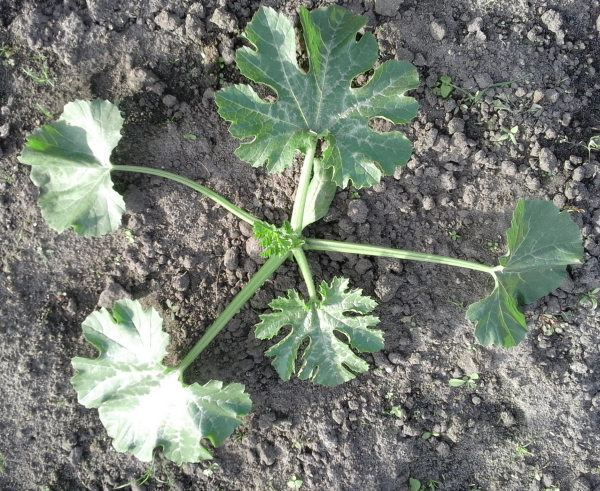 Courgetteplant dag 19