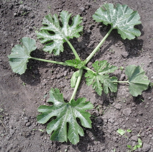 Courgetteplant dag 22