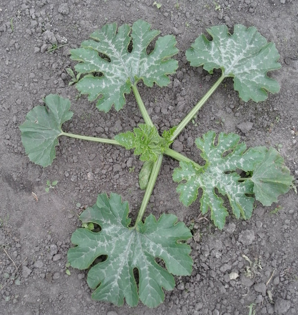 Courgetteplant dag 23