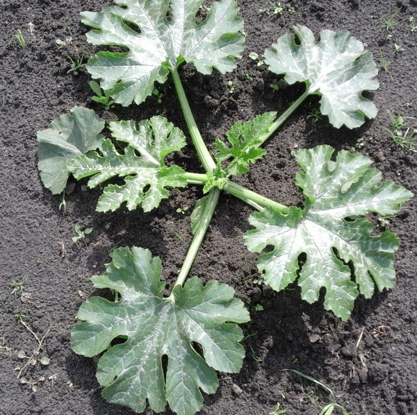 Courgetteplant dag 25