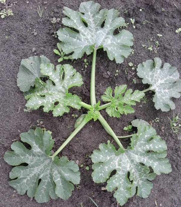 Courgetteplant dag 26