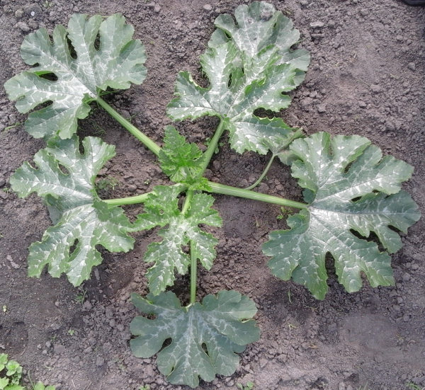 Courgetteplant dag 29