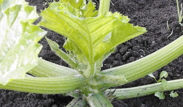 Courgetteplant dag 31 detail