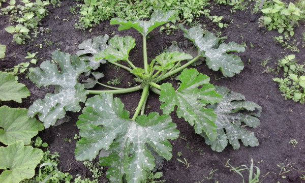 Courgetteplant dag 35