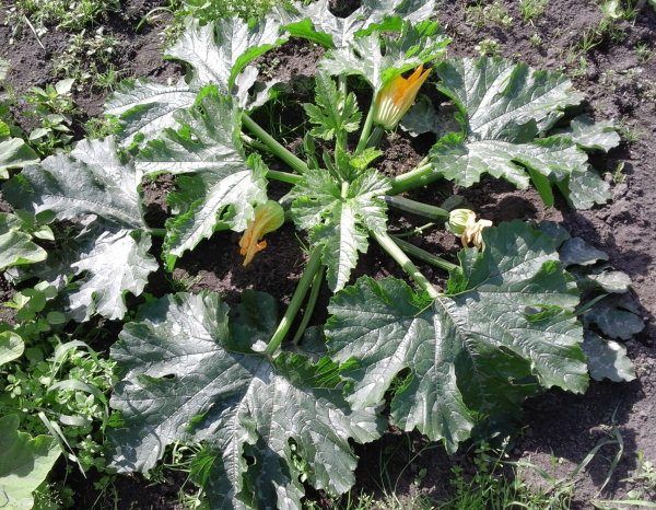 Courgetteplant dag 40