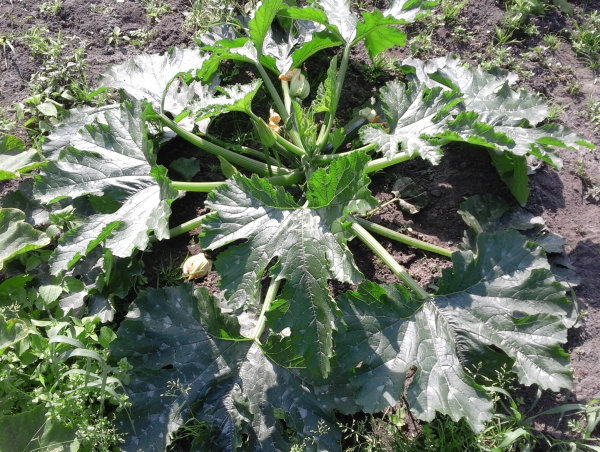 Courgetteplant dag 44