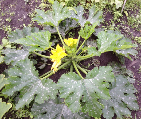 Courgetteplant dag 46