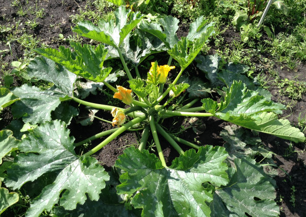 Courgetteplant dag 47