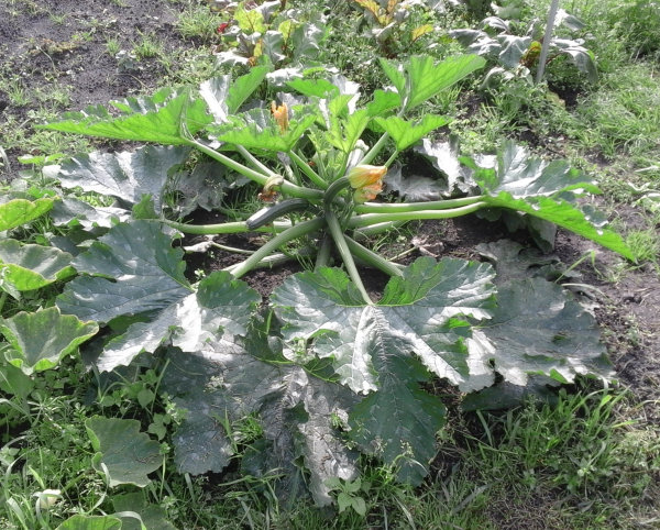 Courgetteplant dag 50