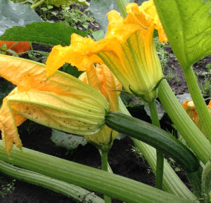 Zelf bestuiven bloemen courgetteplant