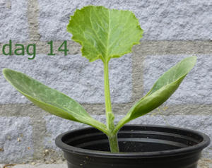 Courgetteplant dag 14