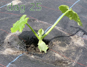 Courgetteplant dag 25