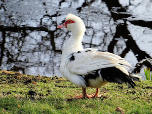 Quiz over vogels Muskuseend